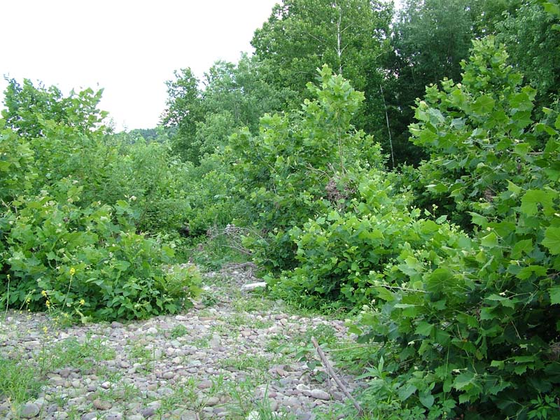 Mixed Hardwood Floodplain Thicket